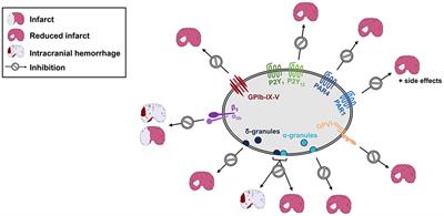 Platelets as Modulators of Cerebral Ischemia/Reperfusion Injury